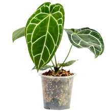 Load image into Gallery viewer, Close-up of Anthurium crystallinum hybrid showing heart-shaped leaf with white veins.
