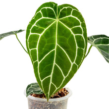 Load image into Gallery viewer, Close-up of Anthurium crystallinum hybrid showing heart-shaped leaf with white veins.
