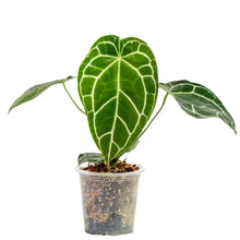 Load image into Gallery viewer, Close-up of Anthurium crystallinum hybrid showing heart-shaped leaf with white veins.
