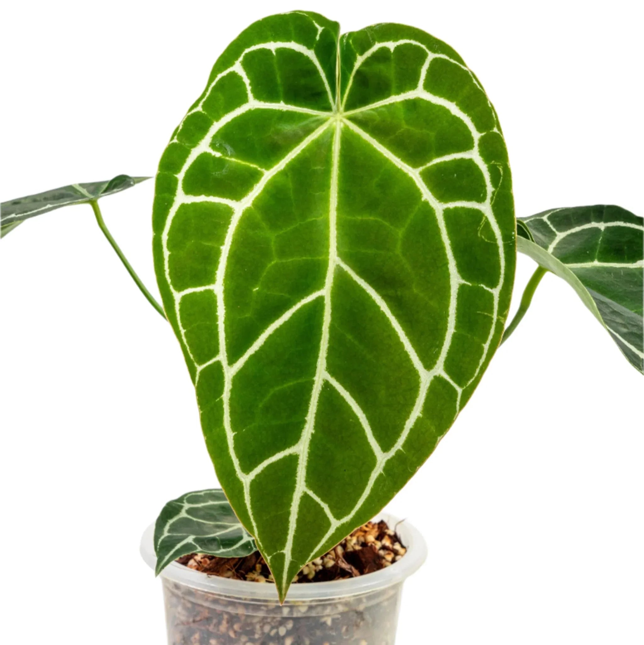 その他観葉植物 anthurium HYBRID Anthurium Crystallinum Hybrid – TEG | Velvety Foliage Beauty