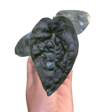 Anthurium dressleri × luxurians plant with thick, dark green heart-shaped textured leaves held by hand on white background.