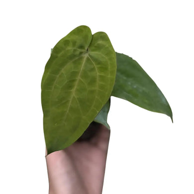 Anthurium dressleri × papillilaminum plant with velvety green heart-shaped leaves held by hand on white background.