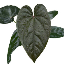 Load image into Gallery viewer, Anthurium dressleri x Red Vein Dark Phoenix hybrid with dark glossy heart-shaped leaves and pale veins.
