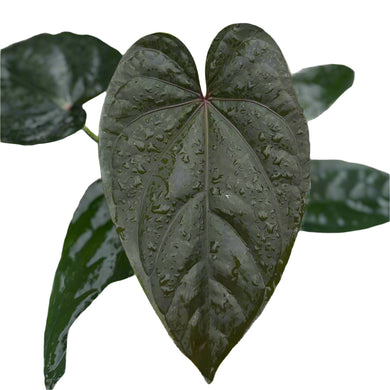 Anthurium dressleri x Red Vein Dark Phoenix hybrid with dark glossy heart-shaped leaves and pale veins.