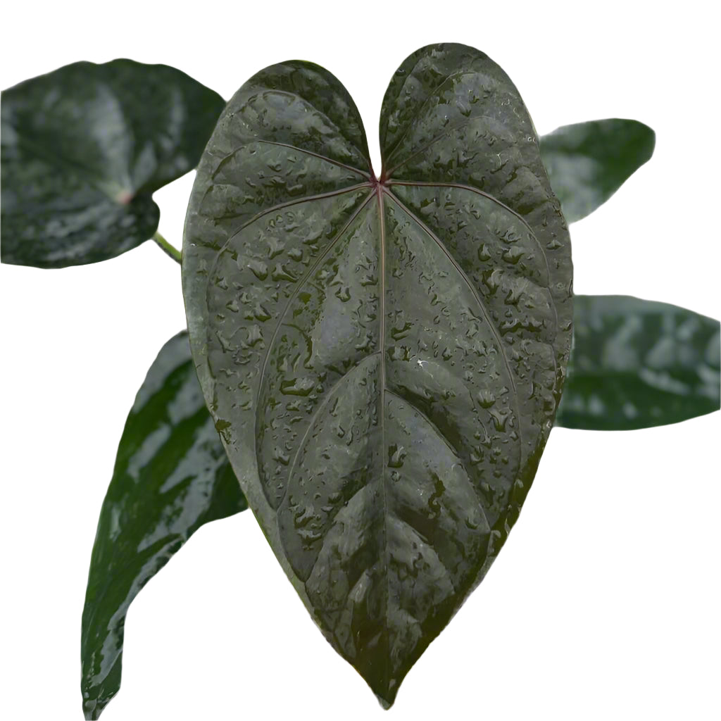 Anthurium dressleri x Red Vein Dark Phoenix hybrid with dark glossy heart-shaped leaves and pale veins.