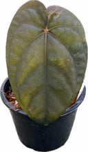 Load image into Gallery viewer, Anthurium dressleri x dressleri with velvety elongated green leaves and bold venation.
