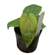 Load image into Gallery viewer, Anthurium dressleri x dressleri with velvety elongated green leaves and bold venation.
