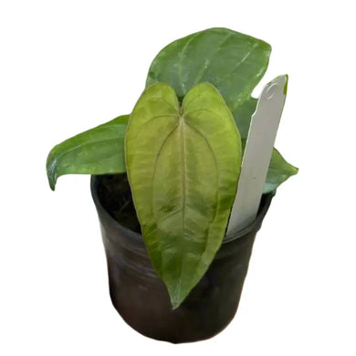 Anthurium dressleri x dressleri with velvety elongated green leaves and bold venation.