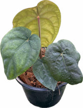Load image into Gallery viewer, Anthurium dressleri x dressleri with velvety elongated green leaves and bold venation.
