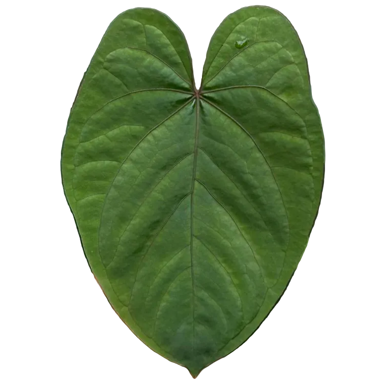 anthurium dressleri Anthurium dressleri × kunayalense