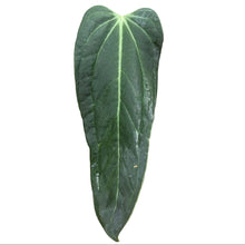 Load image into Gallery viewer, Anthurium Emerald Lance with elongated dark green lance-shaped leaves and subtle veining.
