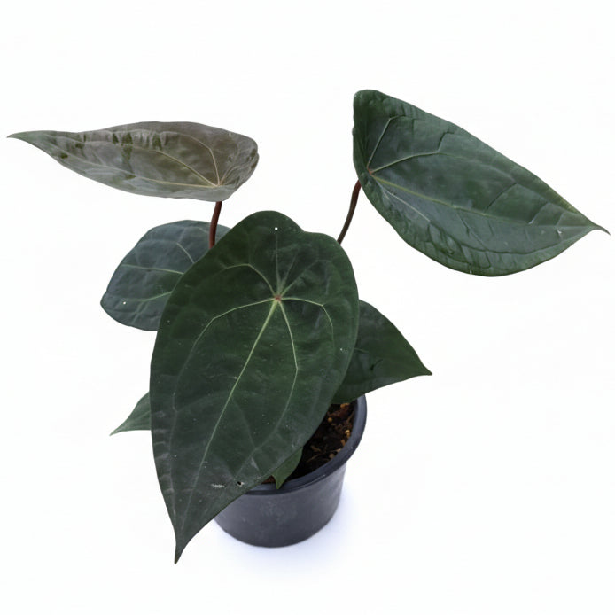 Anthurium Forgetii x RVDP - TEG | Rare Dark Hybrid Aroid – Thai