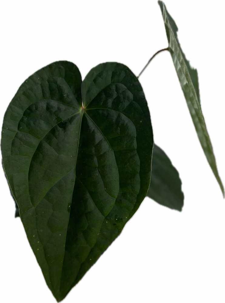 anthurium lentii Anthurium forgetii x luxurians - TEG