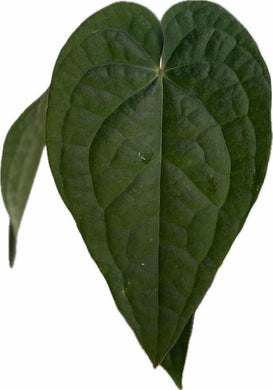 Anthurium forgetii x luxurians with quilted, dark green heart-shaped leaves.