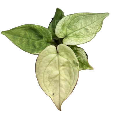 Anthurium forgetii x luxurians mint variegated with minty cream variegated heart-shaped leaves.