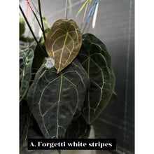 Load image into Gallery viewer, Anthurium forgetti x luxurians (seedling)
