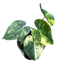 Load image into Gallery viewer, Anthurium Heart of Luck Variegated with glossy heart-shaped leaves and cream-yellow marbled variegation.

