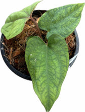 Load image into Gallery viewer, Anthurium kunayalense x Red Vein Dark Phoenix hybrid with green foliage and red venation
