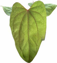 Load image into Gallery viewer, Anthurium kunayalense x Red Vein Dark Phoenix hybrid with green foliage and red venation
