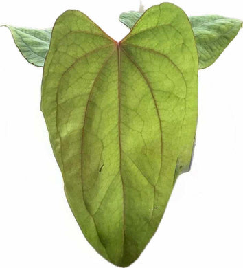 Anthurium kunayalense x Red Vein Dark Phoenix hybrid with green foliage and red venation