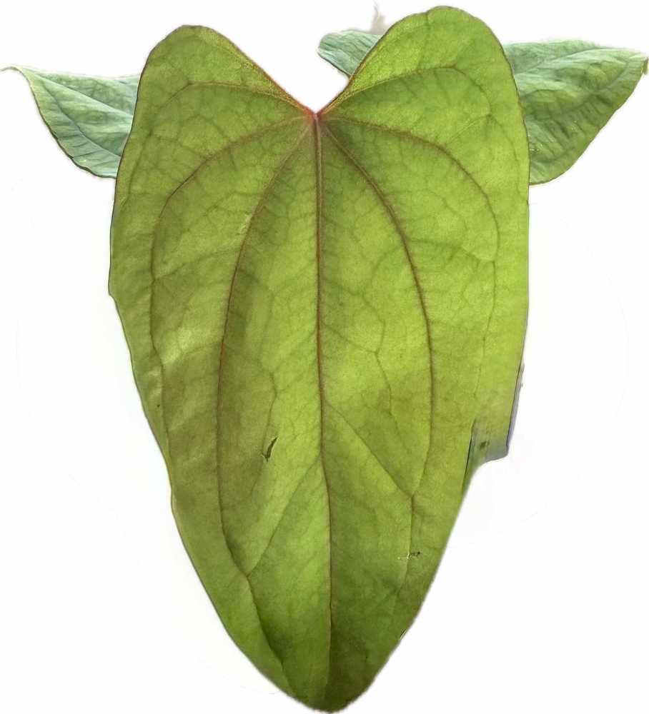 Anthurium kunayalense x Red Vein Dark Phoenix hybrid with green foliage and red venation