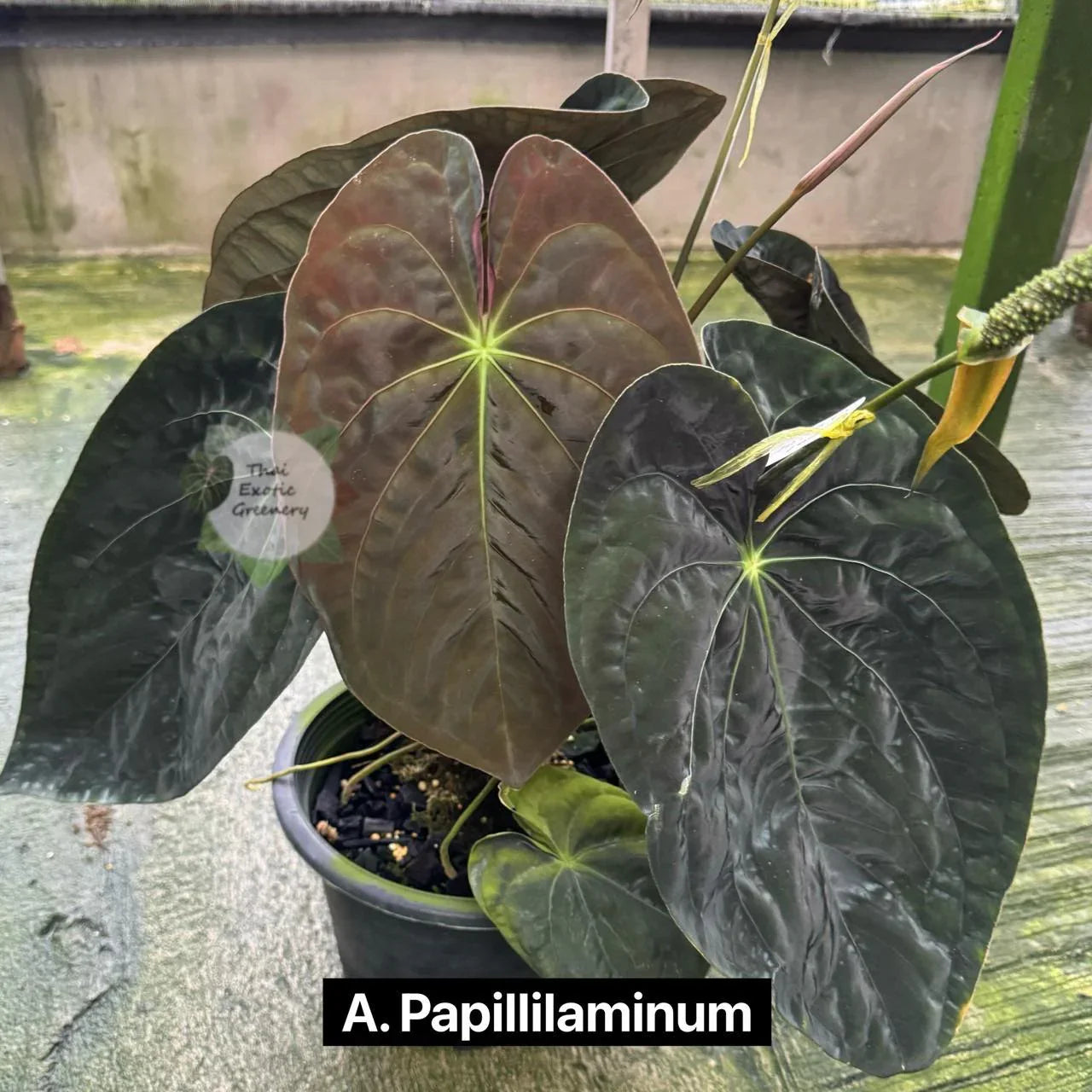Anthurium Papillilaminum x Papillilaminum - TEG | Velvet Leaf