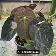 Load image into Gallery viewer, Anthurium papillilaminum hybrid with dark velvety heart-shaped leaves and bright veins
