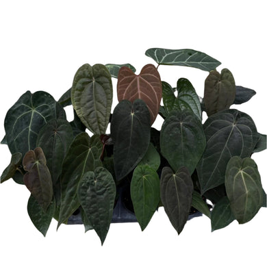 Anthurium papillilaminum hybrid plant with velvety heart-shaped dark leaves in a grower’s choice selection