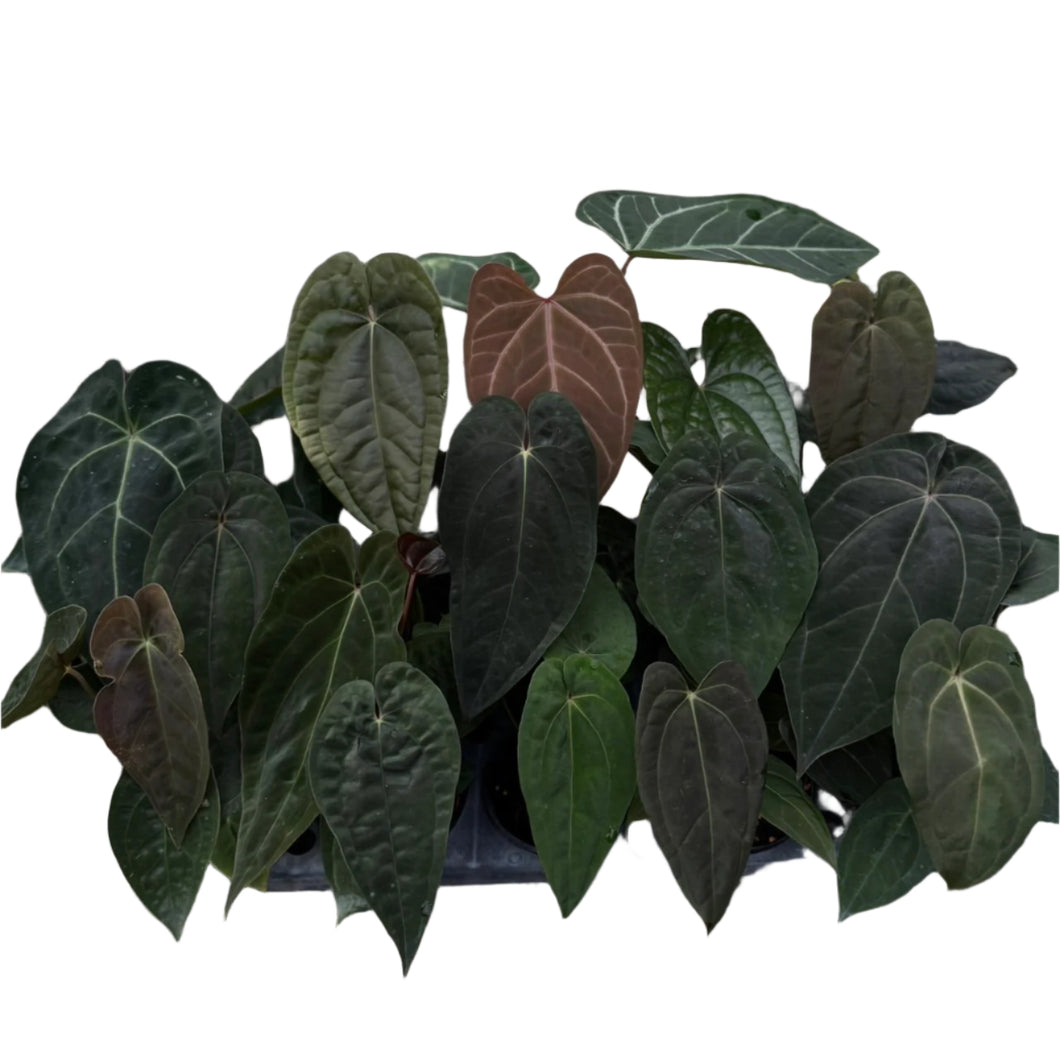 anthurium pyriforme Anthurium Papillilaminum Hybrid (Grower's Choice) (1 pot)