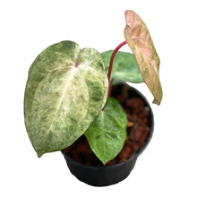 Load image into Gallery viewer, Anthurium Papillilaminum Hybrid Pink Mint Variegated with velvety heart-shaped leaves displaying pink, mint, cream, and green variegation.

