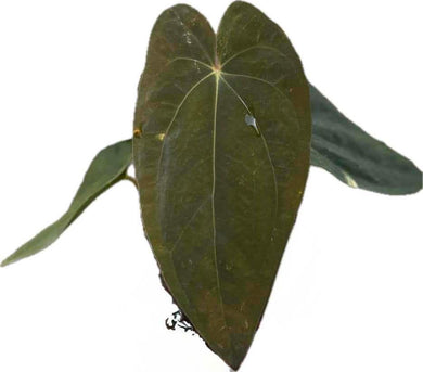 Anthurium papillilaminum x dressleri with elongated velvety dark green leaves and subtle vein contrast.