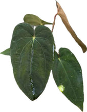 Load image into Gallery viewer, Anthurium papillilaminum x dressleri with elongated velvety dark green leaves and subtle vein contrast.
