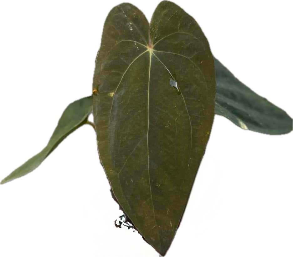Anthurium papillilaminum x dressleri with elongated velvety dark green leaves and subtle vein contrast.