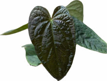 Load image into Gallery viewer, Anthurium papillilaminum x luxurians hybrid with velvety heart-shaped leaves and bold green vein textures.
