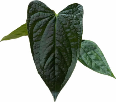 Anthurium papillilaminum x luxurians hybrid with velvety heart-shaped leaves and bold green vein textures.