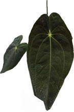 Load image into Gallery viewer, Anthurium papillilaminum hybrid with dark velvety heart-shaped leaves and bright veins
