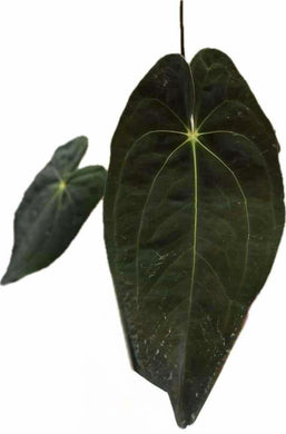 Anthurium papillilaminum hybrid with dark velvety heart-shaped leaves and bright veins