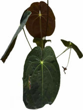 Load image into Gallery viewer, Anthurium papillilaminum hybrid with dark velvety heart-shaped leaves and bright veins
