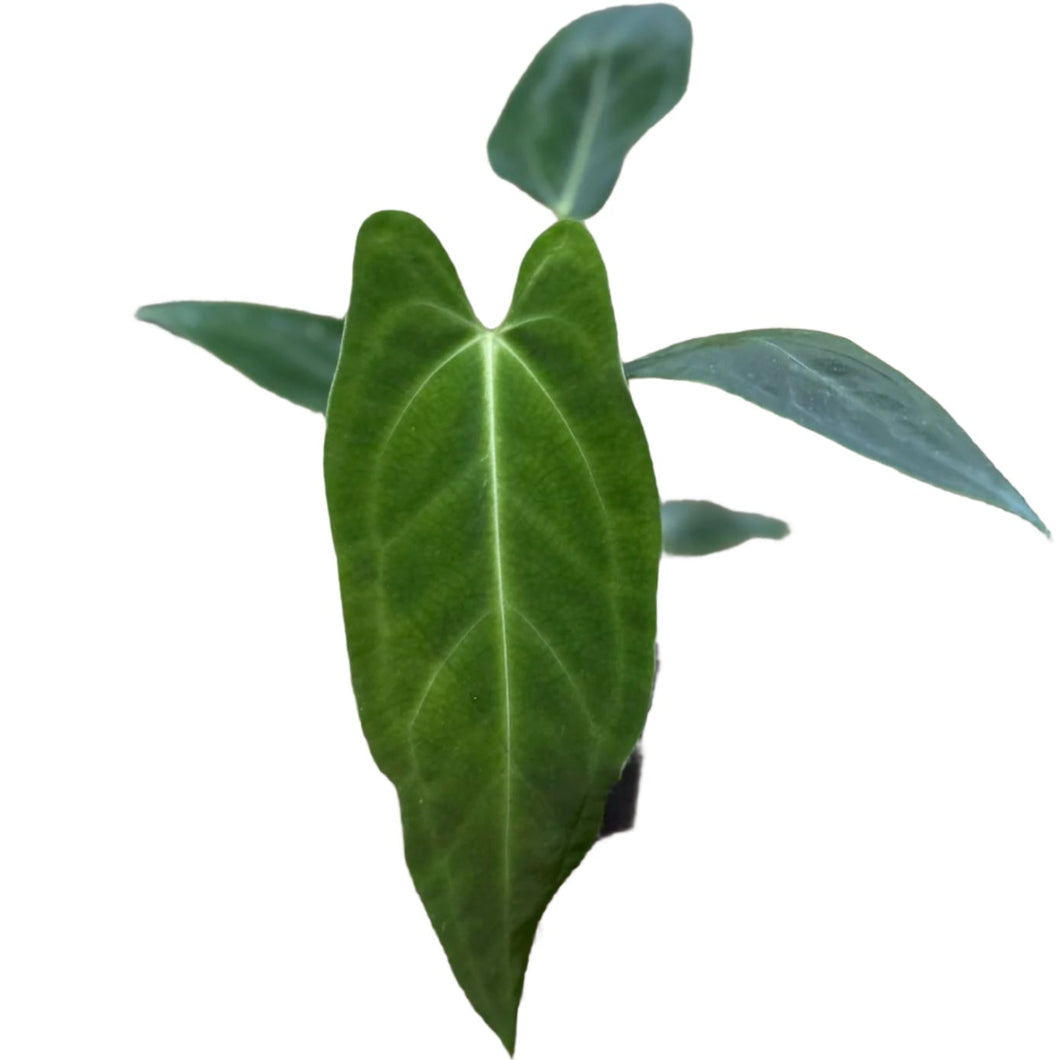 Anthurium papillilaminum x warocqueanum with velvet green elongated heart-shaped leaves and prominent white veins.
