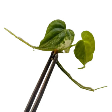 Anthurium (pedatoradiatum x crystallinum) aurea variegated cutting with bright yellow and green leaves held by tweezers