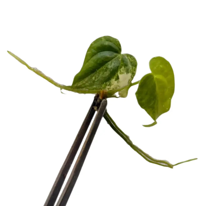 Anthurium (pedatoradiatum x crystallinum) aurea variegated cutting with bright yellow and green leaves held by tweezers