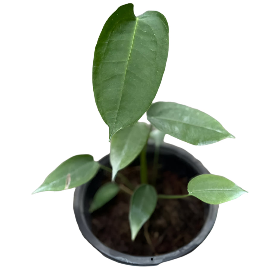 Anthurium peltigerum with elongated green leaves in a black pot.