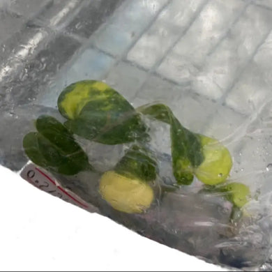 Anthurium predatorium x Zara x Michelle aurea variegated with golden-yellow and green foliage inside tissue culture packaging