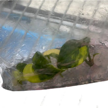 Load image into Gallery viewer, Anthurium predatorium x Zara x Michelle aurea variegated with golden-yellow and green foliage inside tissue culture packaging
