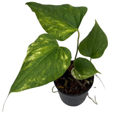 Variegated Anthurium prodactyl x Nigrolaminum “Gigi” with heart-shaped green and yellow marbled leaves in a black nursery pot.