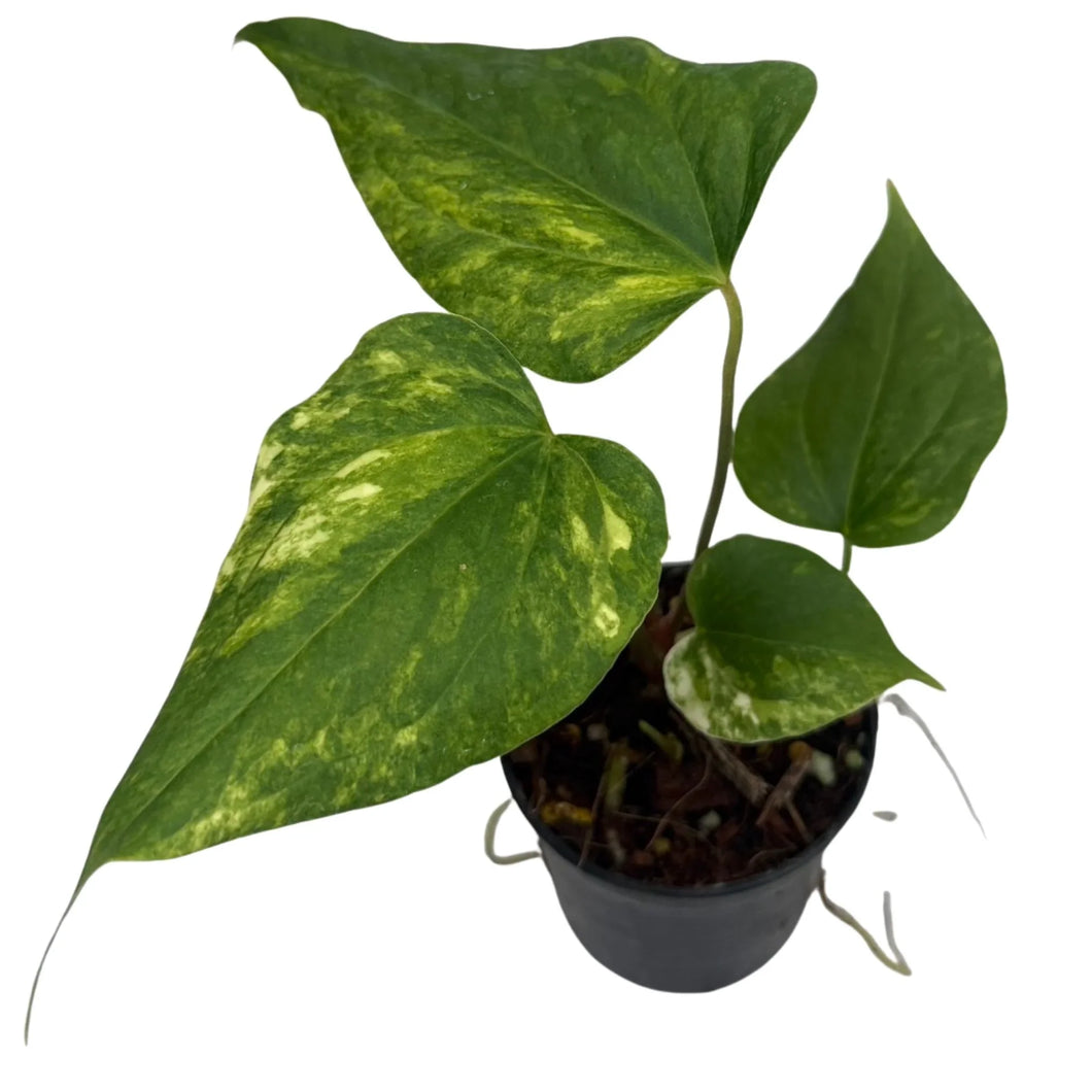 Variegated Anthurium prodactyl x Nigrolaminum “Gigi” with heart-shaped green and yellow marbled leaves in a black nursery pot.