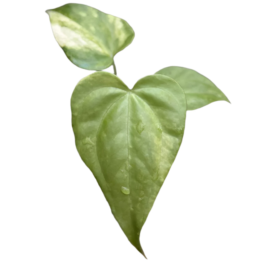 Anthurium pterodactyl hybrid variegated plant with heart-shaped green and yellow leaves