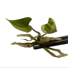 Load image into Gallery viewer, Anthurium pterodactyl hybrid x nigrolaminum &quot;Gigi&quot; variegated tissue culture plant with glossy variegated foliage
