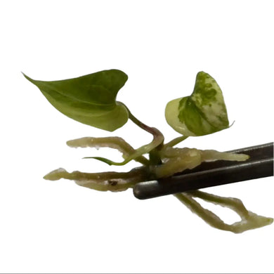 Anthurium pterodactyl hybrid x nigrolaminum 
