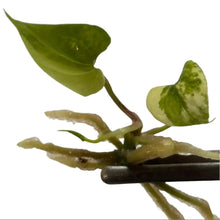 Load image into Gallery viewer, Anthurium pterodactyl hybrid x nigrolaminum &quot;Gigi&quot; variegated tissue culture plant with glossy variegated foliage
